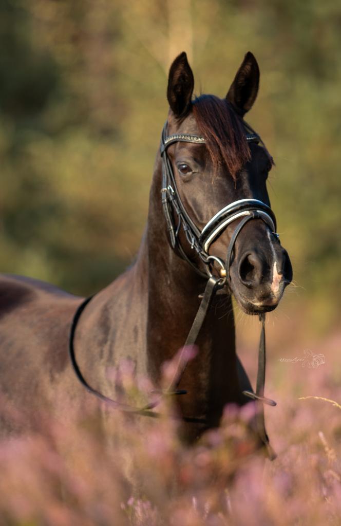 knappe zwarte Dpony merrie, Dieren en Toebehoren, Merrie, Met stamboom, Dressuurpony, L