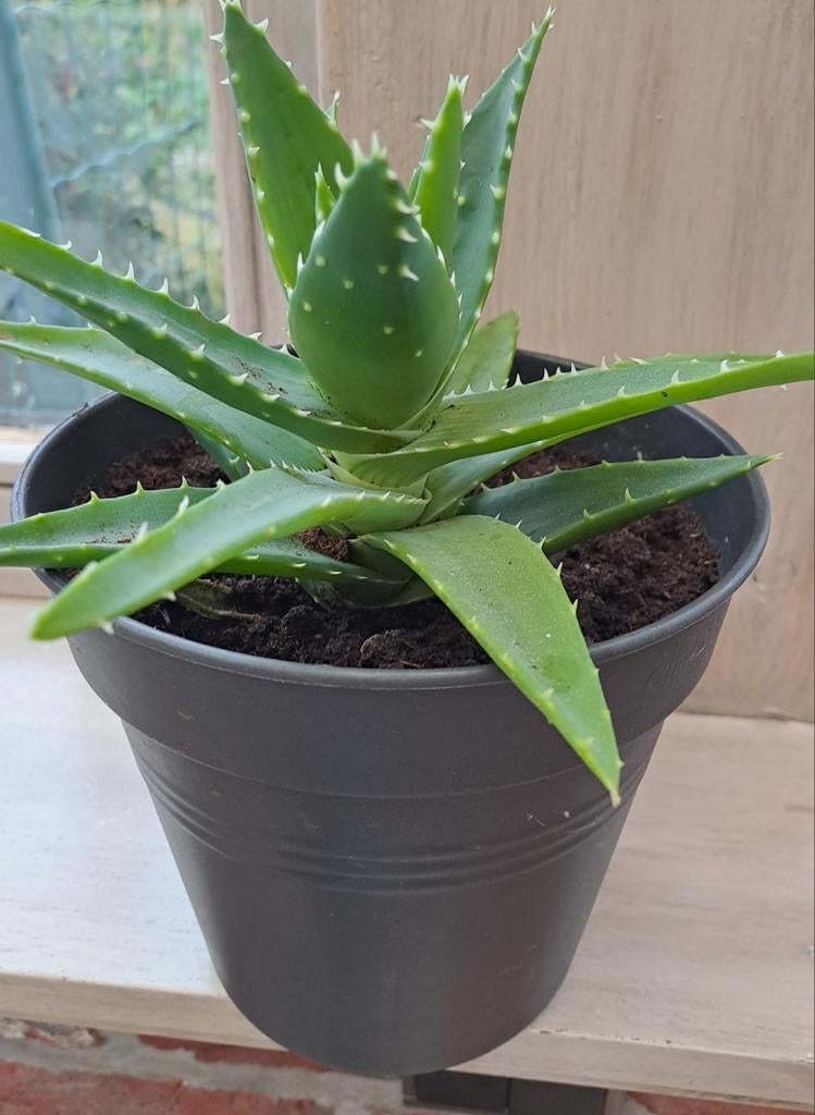 Vetplant in pot met doorsnede 10cm, Ophalen, Vetplant, Halfschaduw, In pot