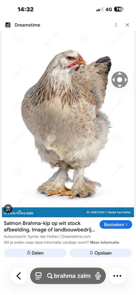 Gezocht brahma zwart,blauwzalm, Dieren en Toebehoren, Pluimvee, Meerdere dieren, Kip