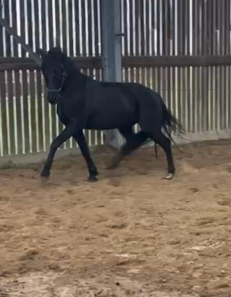Mooie zwarte kruising fries ruin te koop met stamboom, Hongre, Débourré, Avec pedigree, 160 à 165 cm