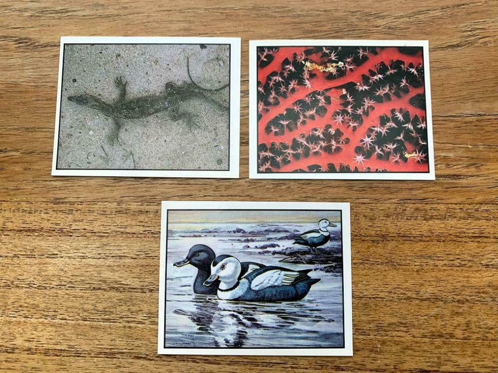 Panini : WWF - Te Beschermen Dieren, Verzamelen, Ophalen of Verzenden, Nieuw, Dier en Natuur
