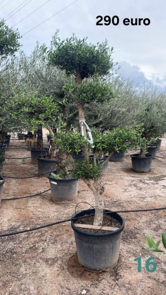 ‼️olijfbomen olea europaea plato ‼️, Enlèvement
