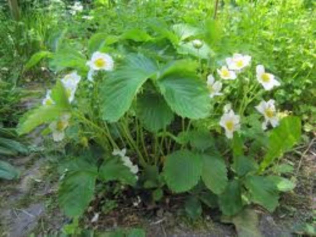 Gratis Aardbeiplantjes (Fragaria), Ophalen, Vaste plant, Fruitplanten