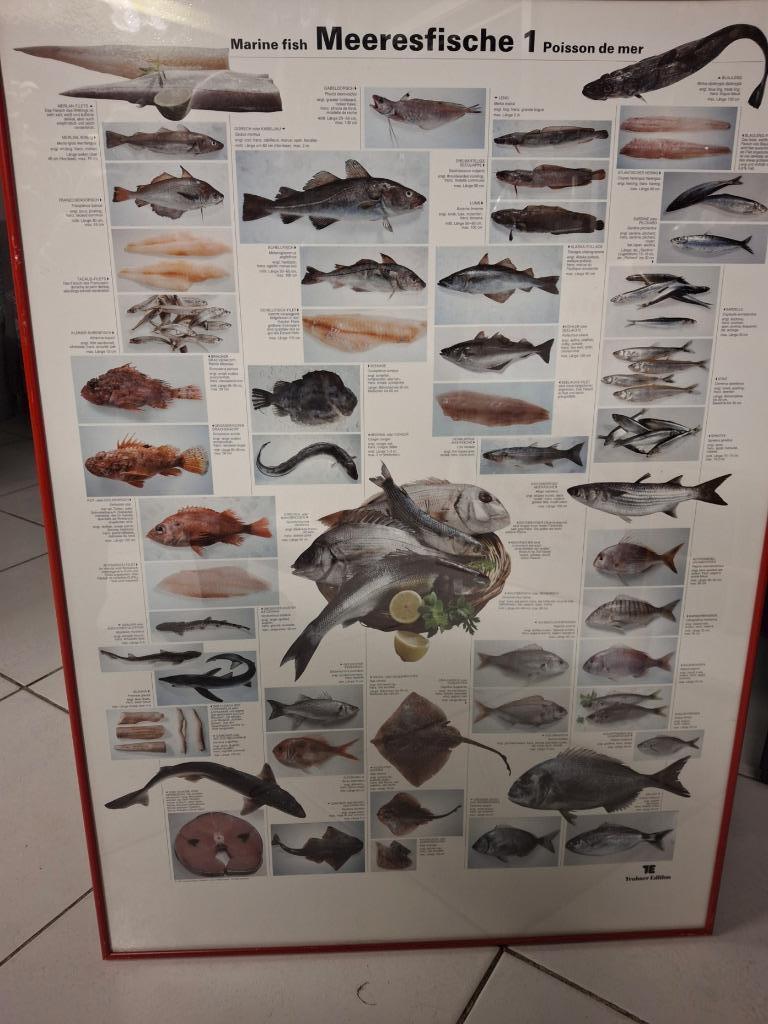 Teubner mooie ingelijste poster zeevissen 1, Verzamelen, Posters, Gebruikt, Dier of Natuur, Rechthoekig Staand, Met lijst, Ophalen