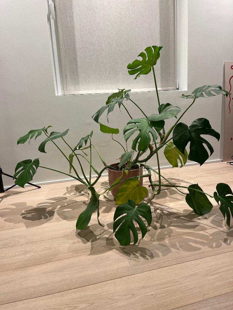 Grote monstera, Huis en Inrichting, Kamerplanten, Groene kamerplant, Ophalen, Overige soorten, 100 tot 150 cm