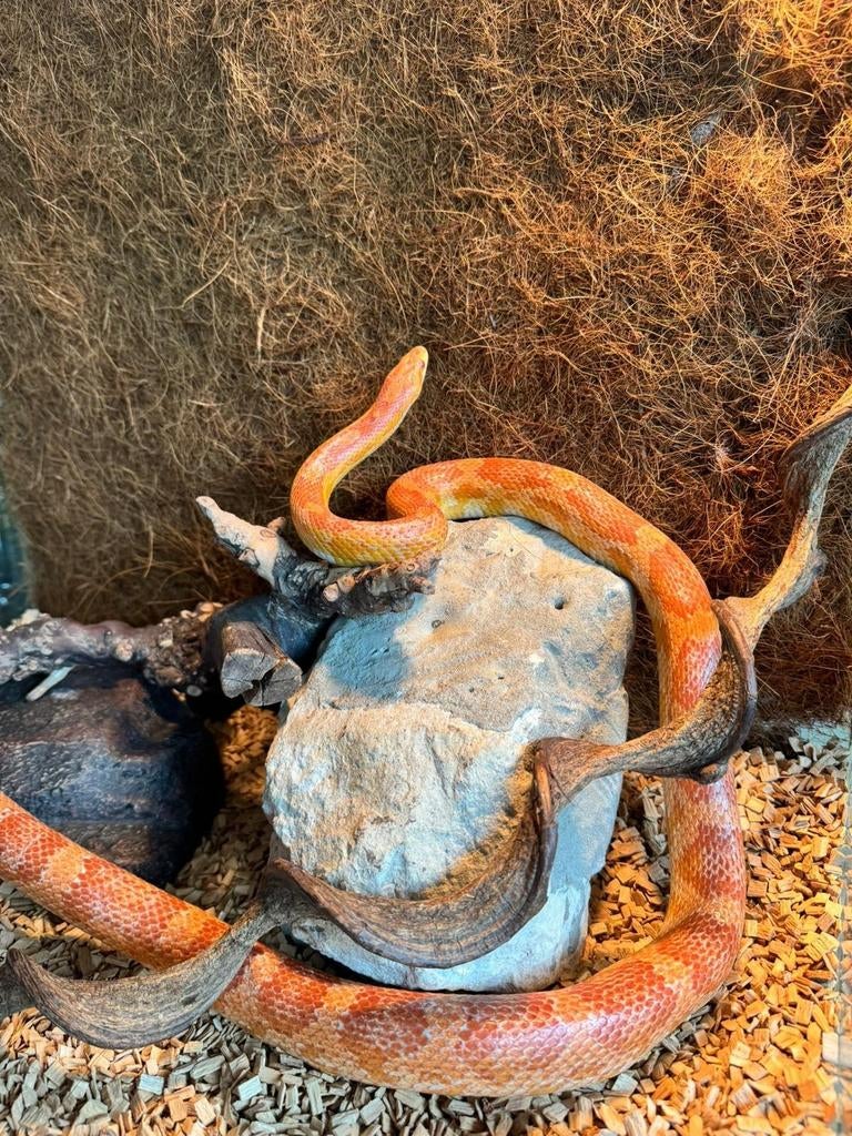 magnifique serpent femelle avec (terrarium de 80h/62), Enlèvement
