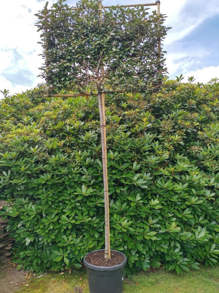 Olijfwilg wintergroen enkele stam, totale hoogte 315cm, Bloeit niet, Leiboom, Halfschaduw, 250 tot 400 cm