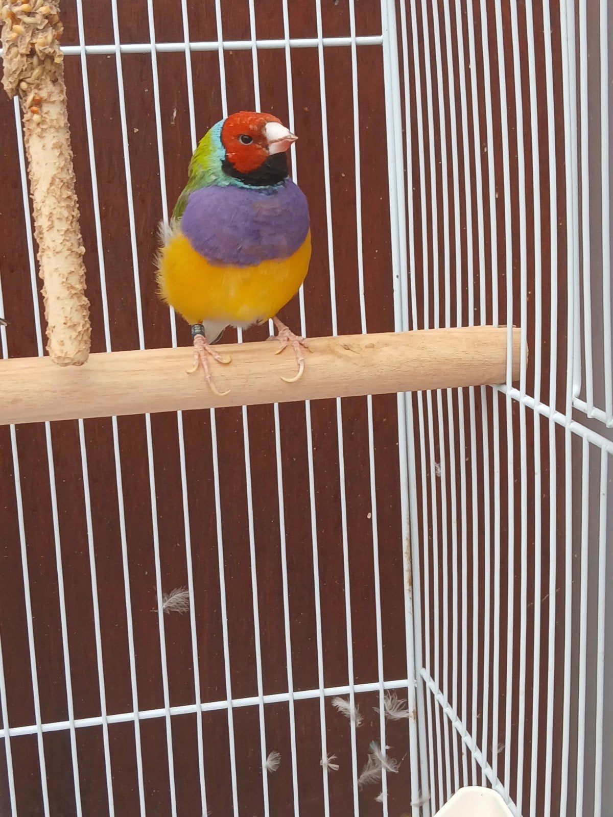 Gouldamadines, Dieren en Toebehoren, Vogels | Overige Vogels
