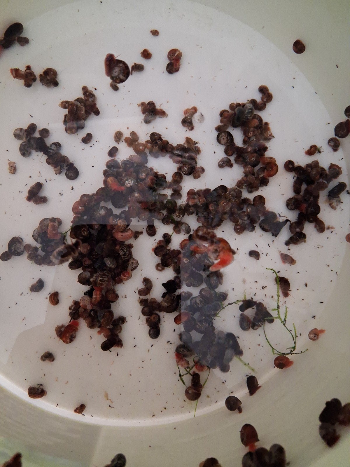 200 escargots planorbes pour 10 euros

Disponible à 1080 Bru