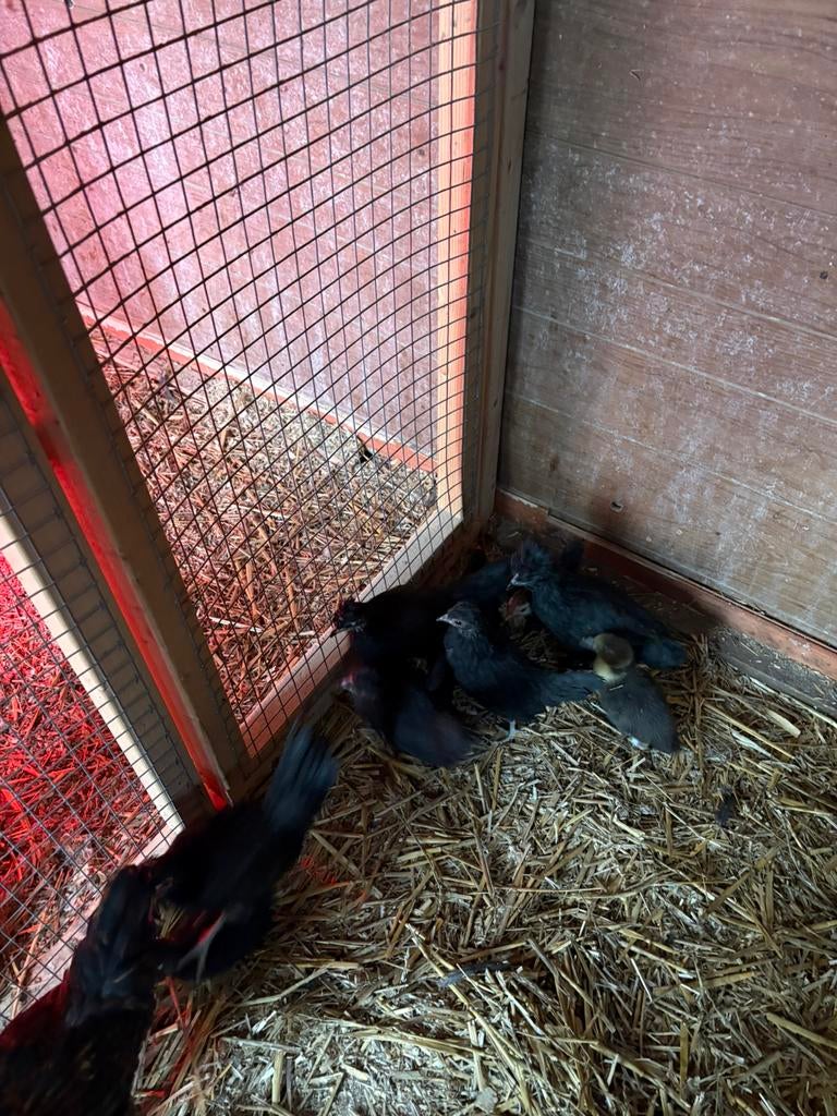 10 jonge kippen/kuikens ( mix ras), Dieren en Toebehoren, Pluimvee, Meerdere dieren, Kip