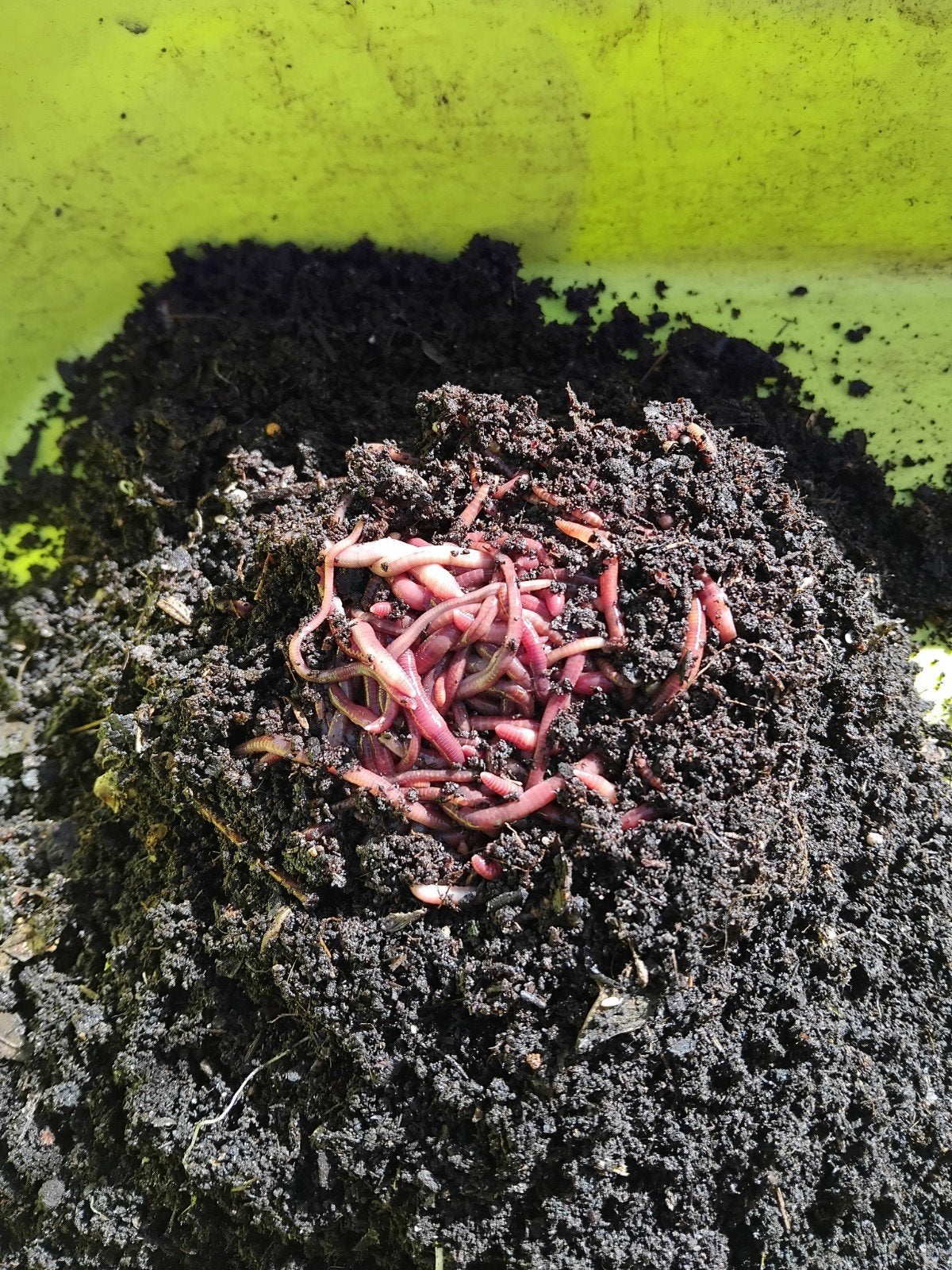 wormencompost, Tuin en Terras, Ophalen of Verzenden, Compost