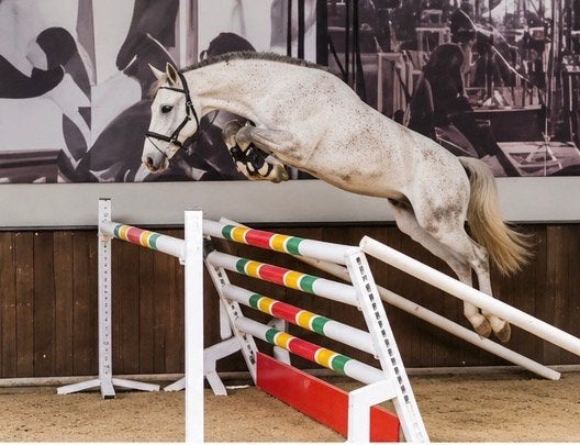 Un poney de sport plein de potentiel, Animaux & Accessoires, Hongre