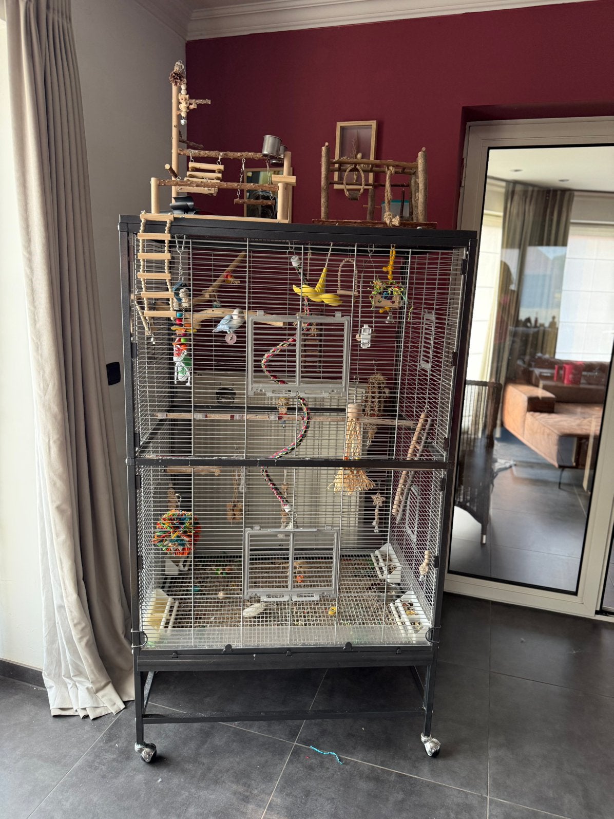 Vogel met kooi te koop, Sexe inconnu, Perroquet nain ou Inséparable, Domestique