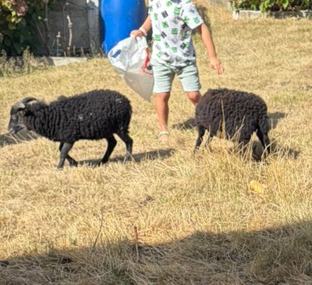 2 jonge ouessant bokjes te koop (5maand), Dieren en Toebehoren, Schapen, Geiten en Varkens