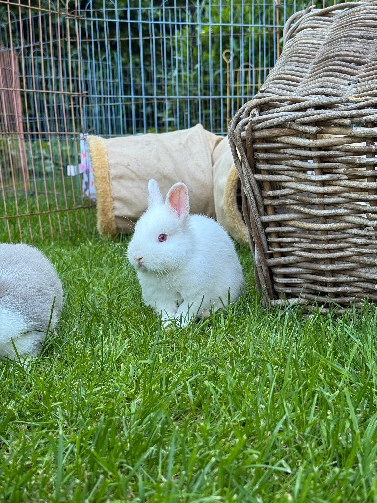 Kleurdwerg voedster wit roodoog, Dieren en Toebehoren, Vrouwelijk, Dwerg, 0 tot 2 jaar