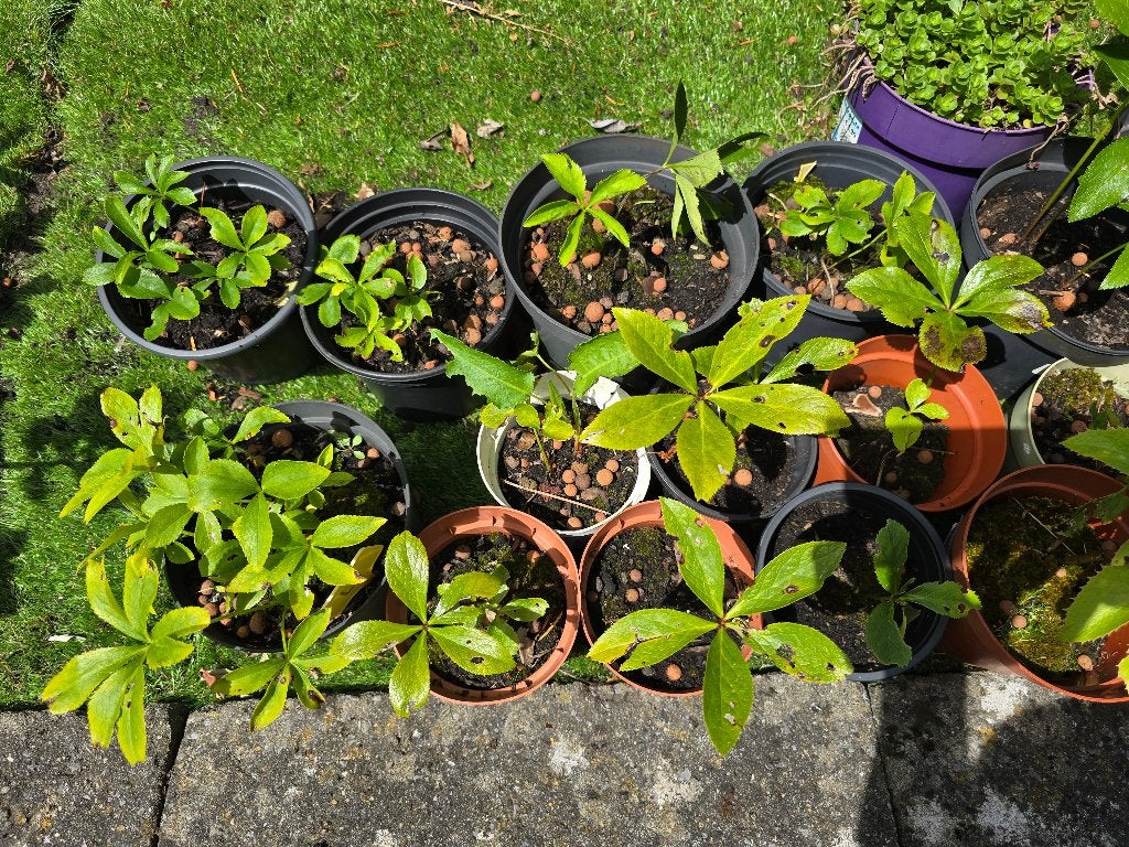 Helleborus verschillende soorten, 10st=10€, Tuin en Terras, Planten | Tuinplanten, Vaste plant, Halfschaduw, Winter, Ophalen