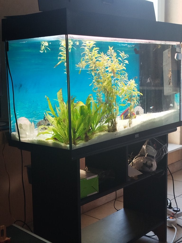 Ik zoek tijdelijk een Aquarium, Dieren en Toebehoren, Ophalen of Verzenden