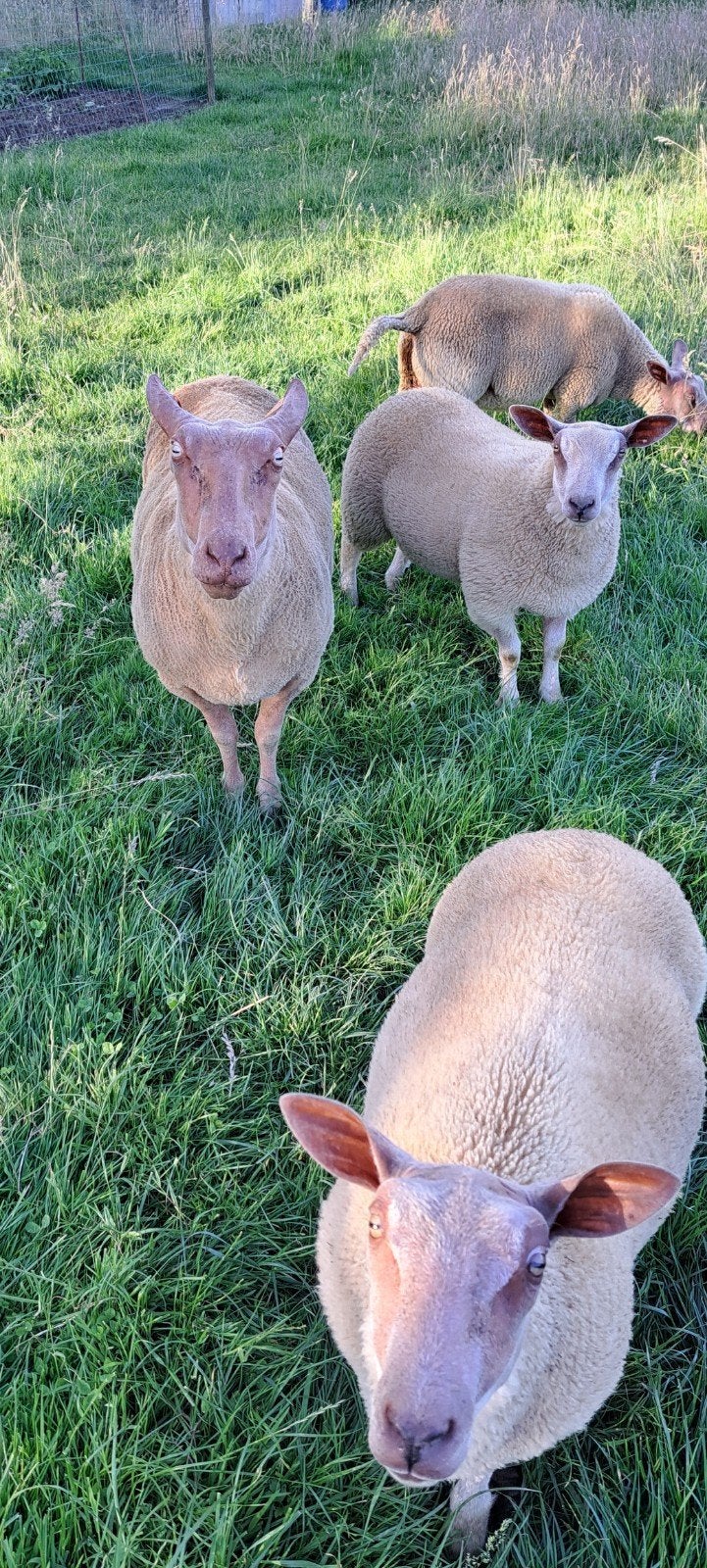 Ooien, Dieren en Toebehoren, Schapen, Geiten en Varkens