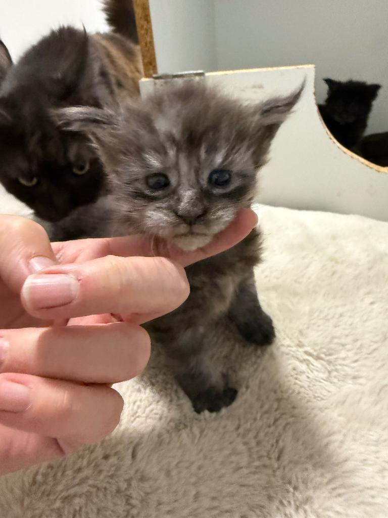 Prachtige Maine Coon kittens met stamboom, Kater, Met stamboom, 0 tot 2 jaar