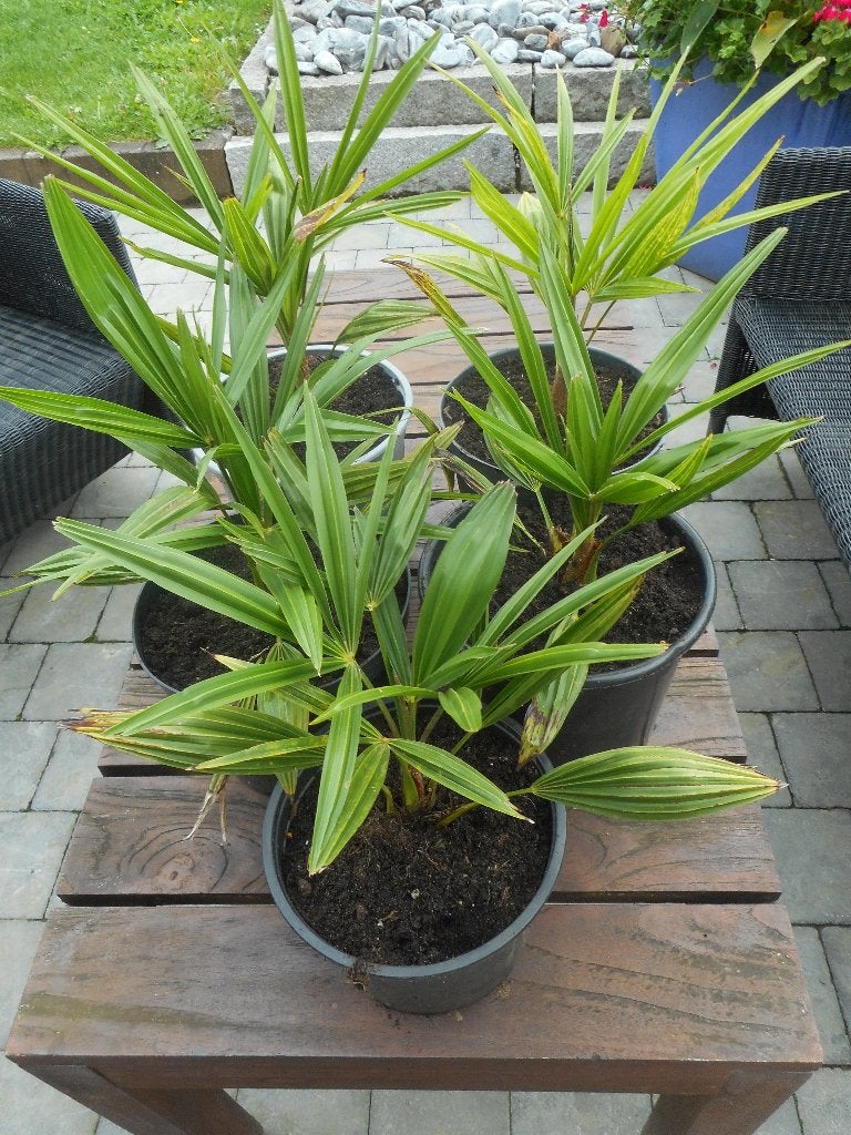 Plantes, Jardin & Terrasse, Plantes | Jardin, Printemps, Plein soleil, Plante fixe, Enlèvement ou Envoi