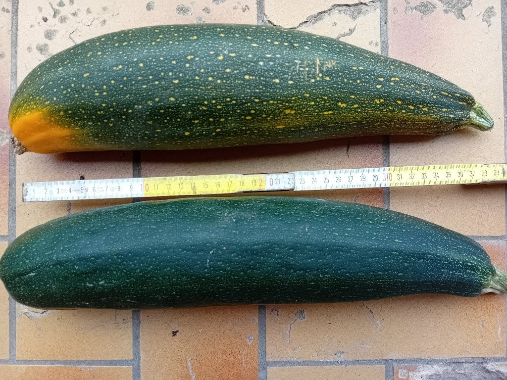Bio courgette, Ophalen
