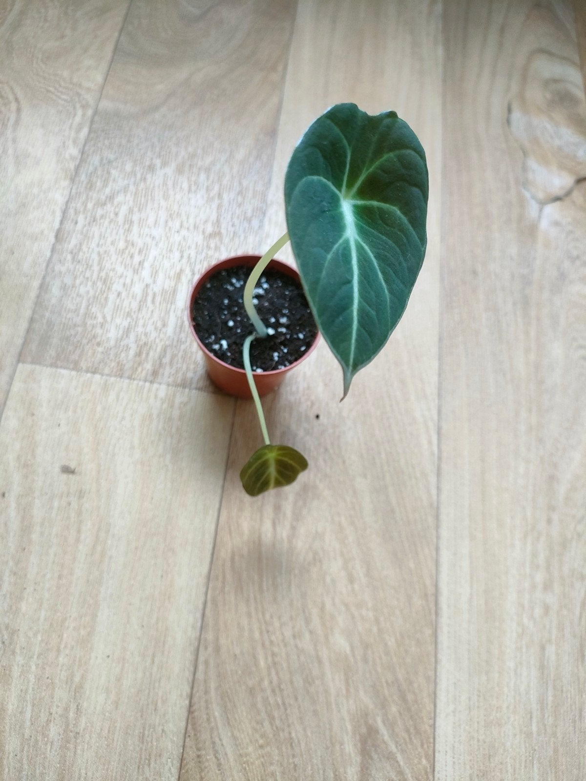Stekje alocasia black velvet te koop, Ophalen