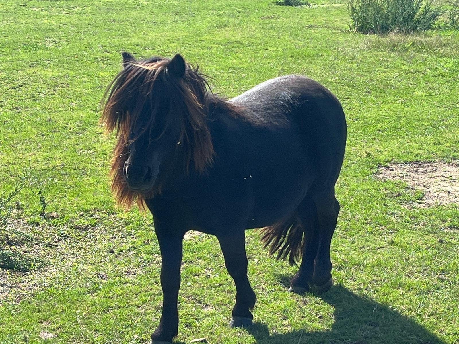 Leuk minipaardje te koop, Animaux & Accessoires, Étalon, 0 à 2 ans