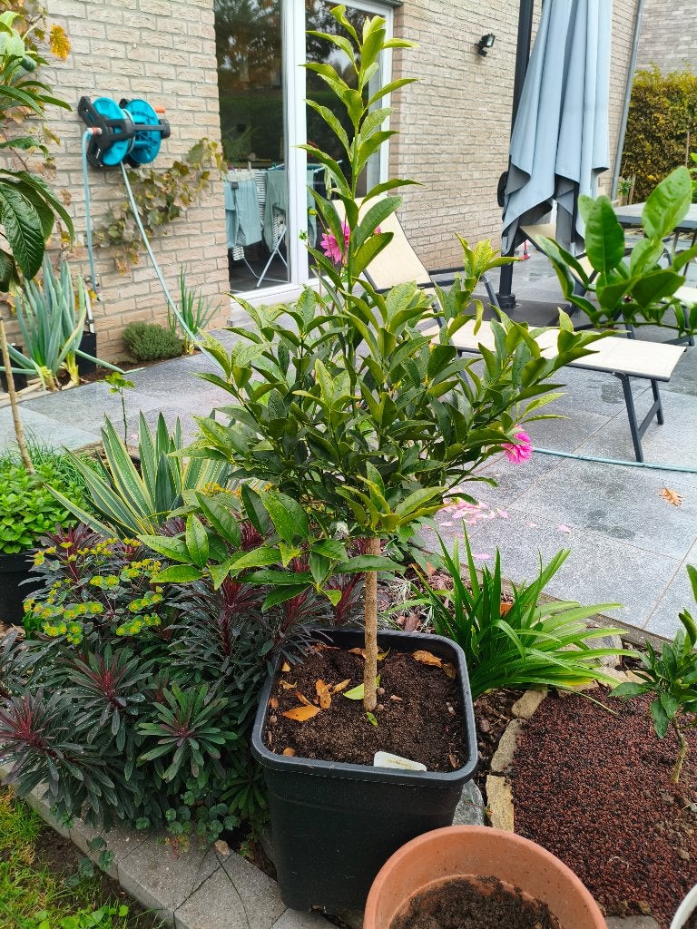 Kumquat nagami, Enlèvement, En pot