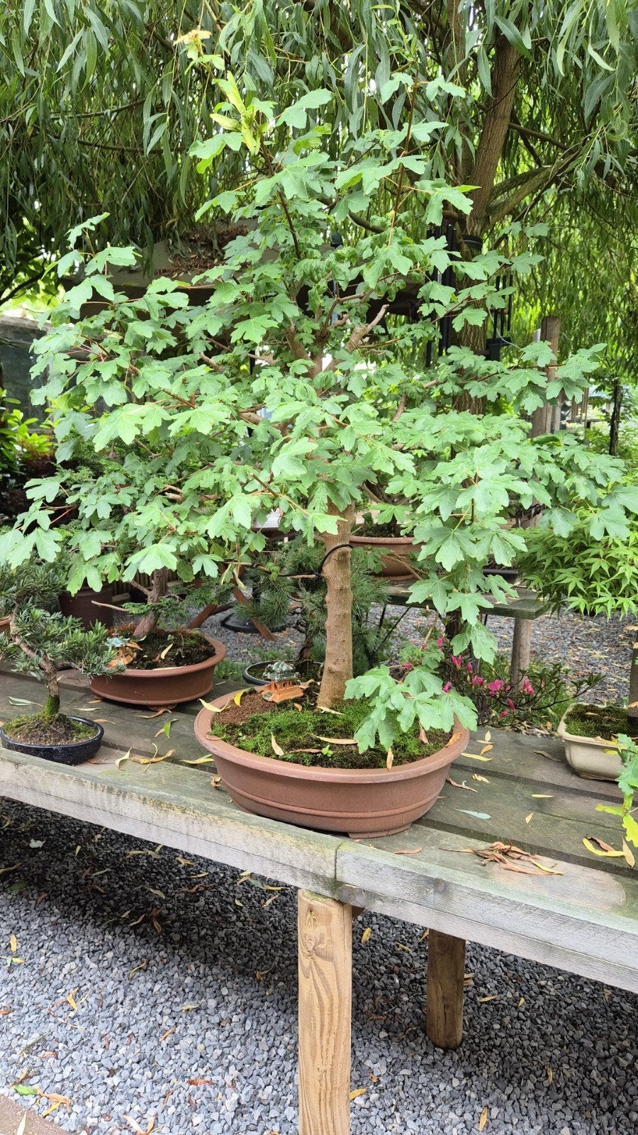 Acer campestre bonsai en tal van andere, Tuin en Terras, Planten | Bomen, Ophalen