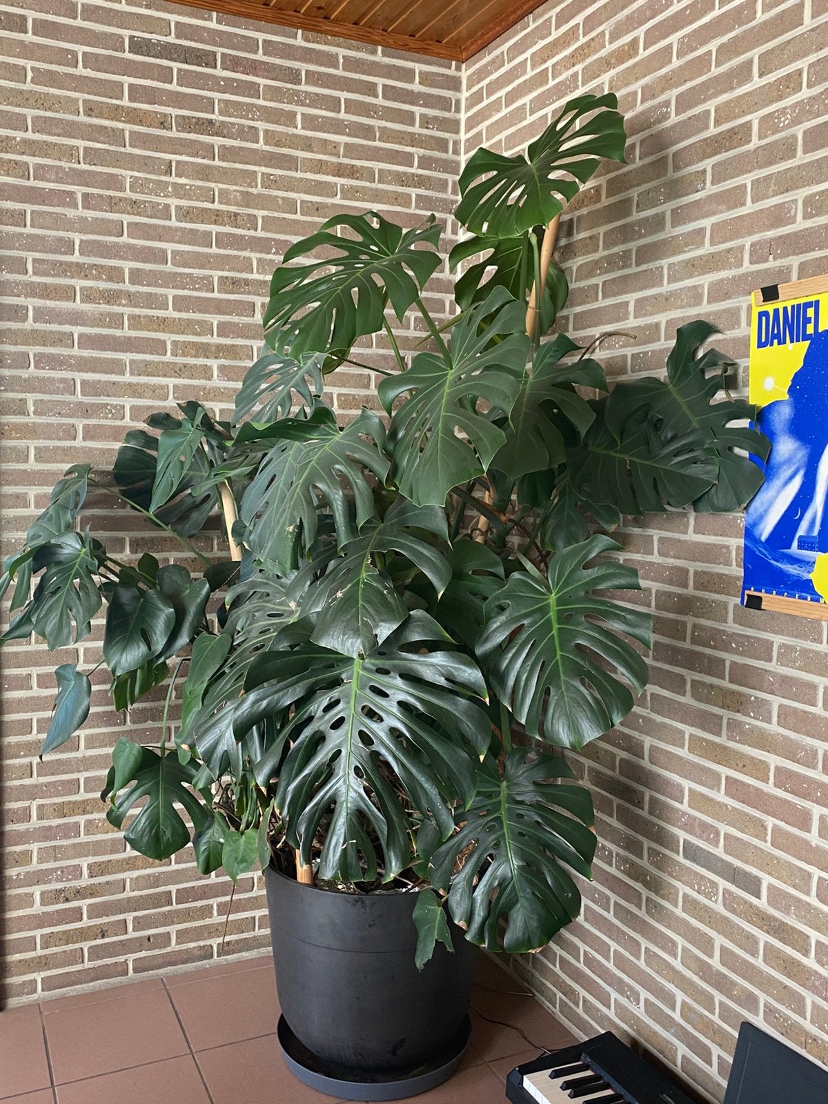 Monstera plant, Huis en Inrichting, Kamerplanten, Ophalen, 200 cm of meer, Overige soorten, Halfschaduw