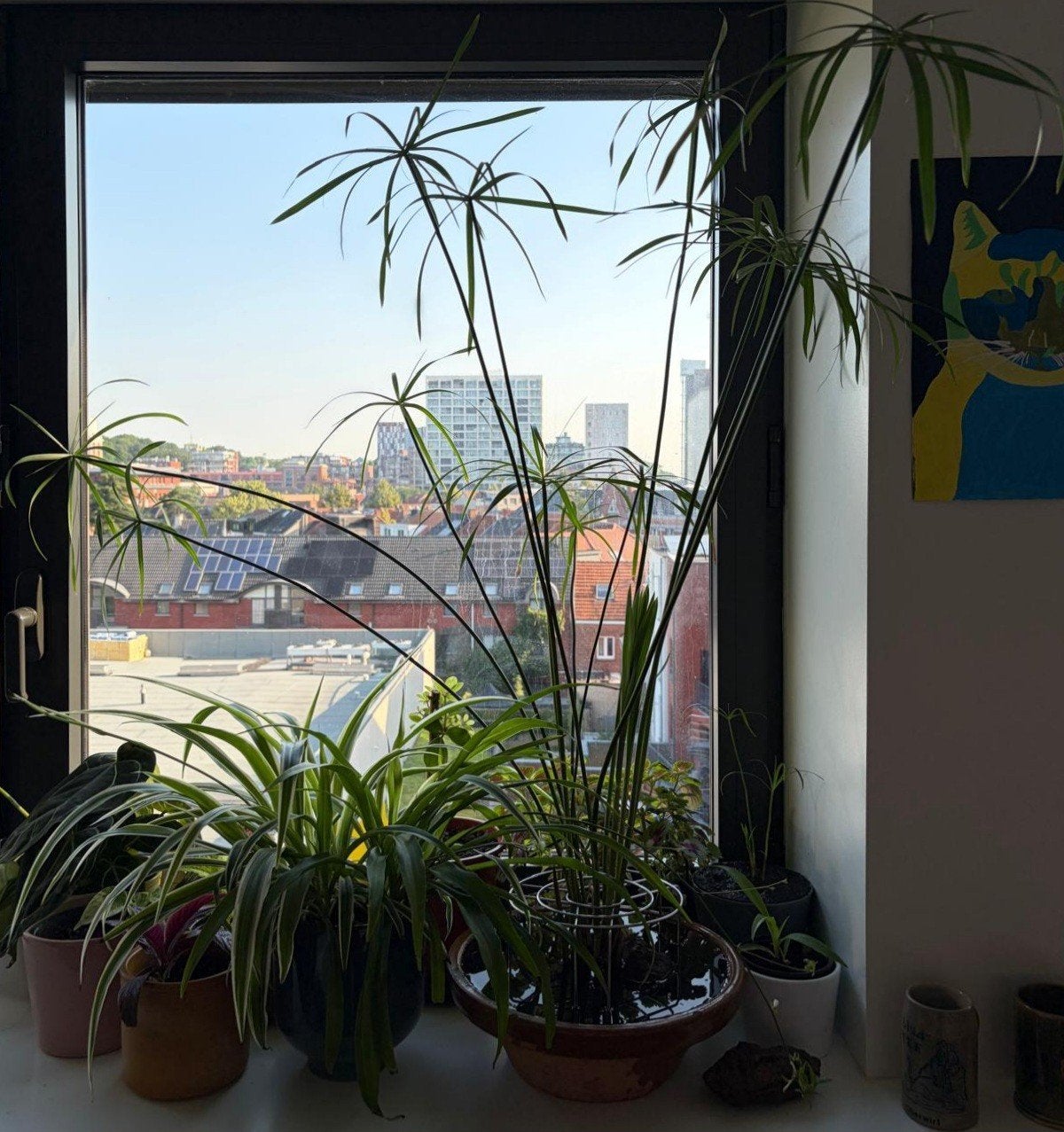 Boutures de papyrus, Ne fleurit pas, Plein soleil, Plantes de bassin, Enlèvement