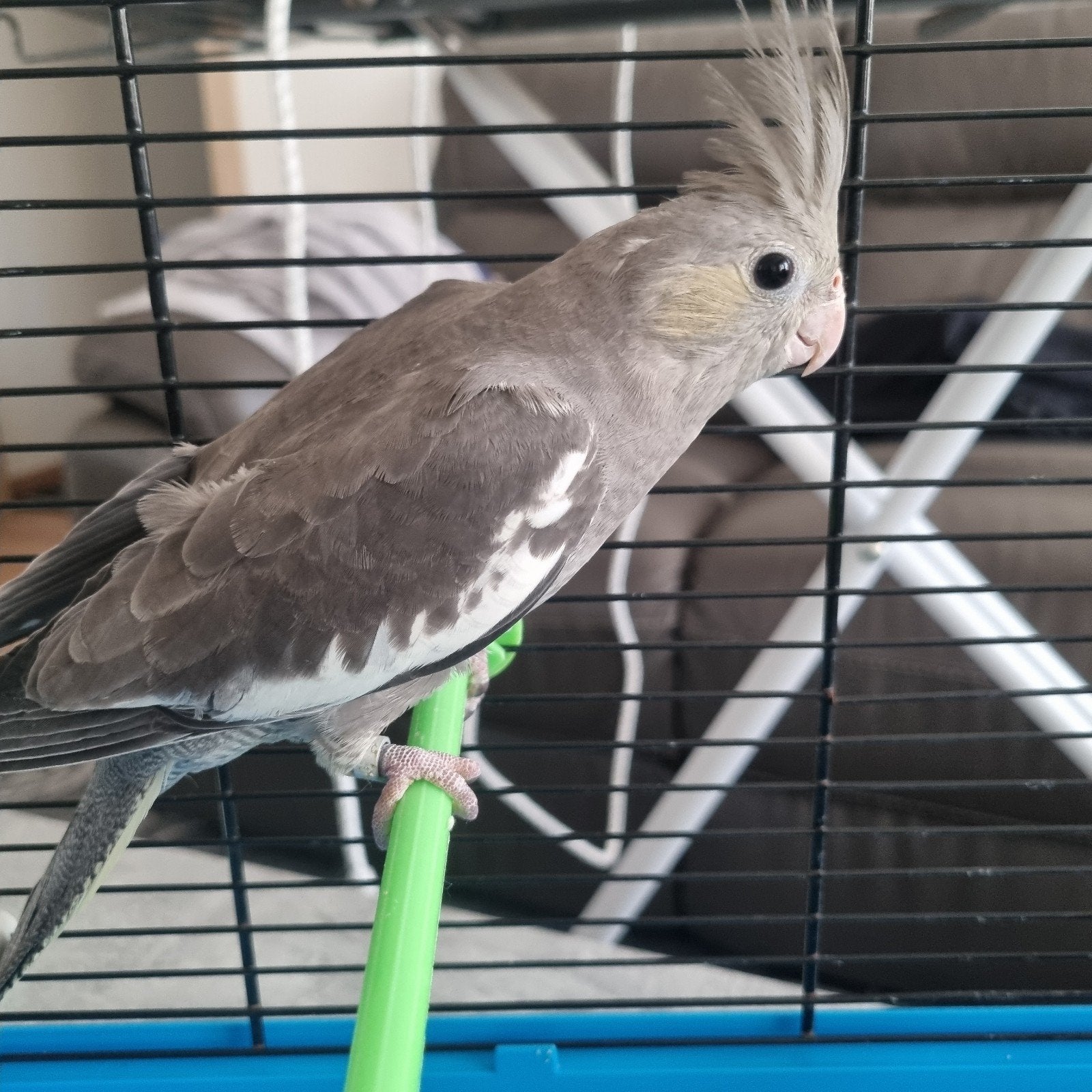 Jonge valkparkiet, Dieren en Toebehoren, Tam