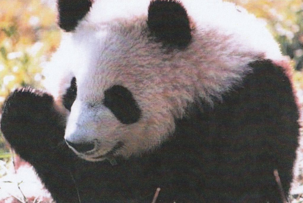 REUZENPANDA, Verzamelen, Postkaarten | Dieren, Ophalen of Verzenden, Ongelopen, Wild dier