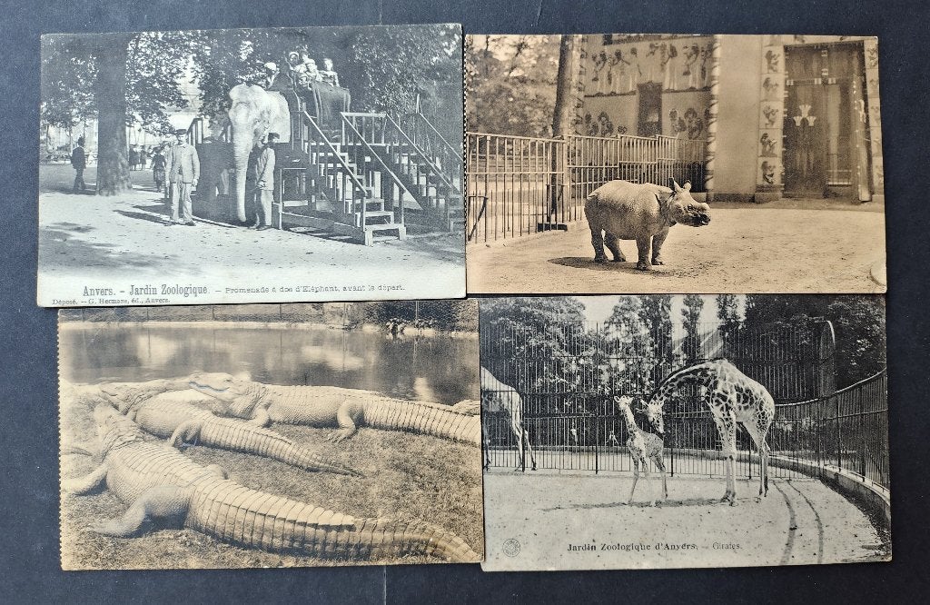 Vintage postkaarten Antwerpse Zoo, Verzamelen, Ophalen of Verzenden, 1940 tot 1960, Overige soorten