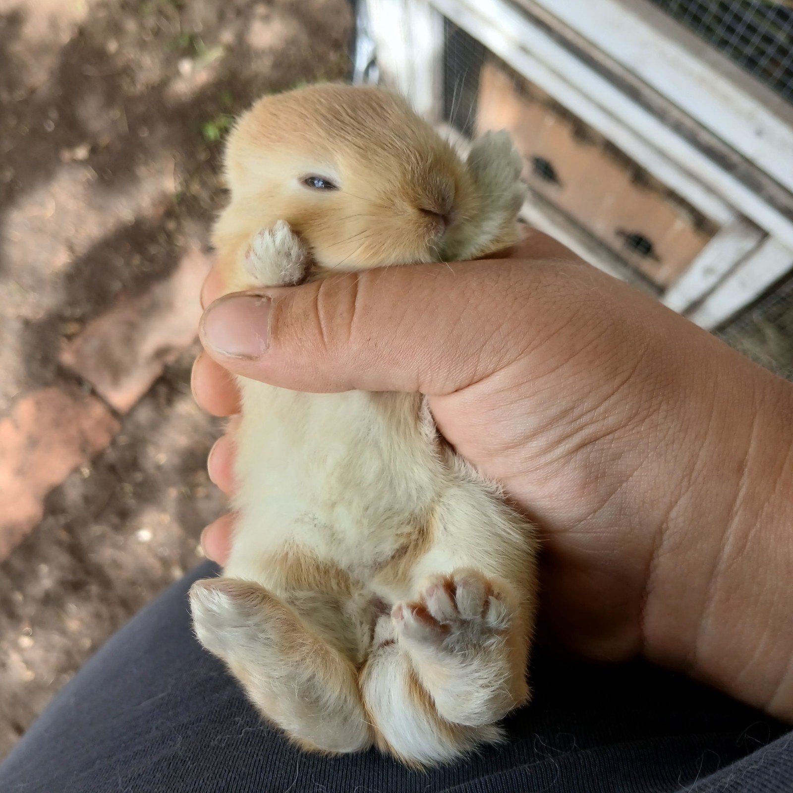 réserver 5 bebe lapin, Septembre
