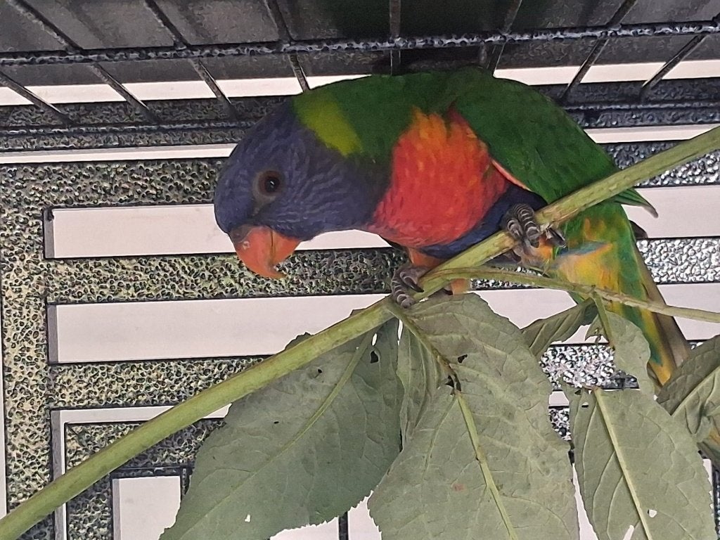 Vogels