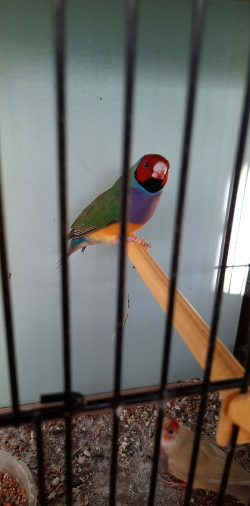 vogels, Geringd