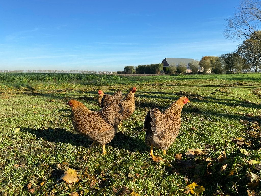 Jonge tamme Wyandotte kriel Goud patrijs gesekst en ingeënt, Dieren en Toebehoren, Pluimvee, Kip