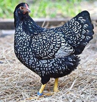 Kuikens van de Barnevelder Zilver, Dieren en Toebehoren, Pluimvee, Meerdere dieren, Kip