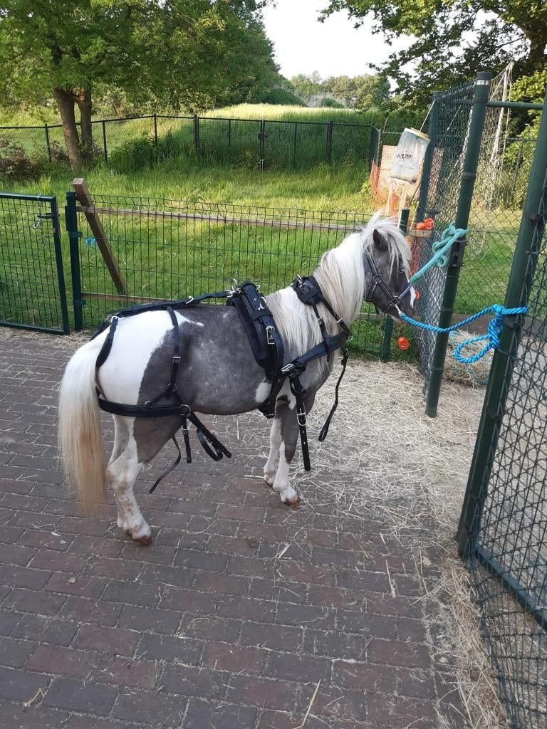 Mentuig Zilco, Dieren en Toebehoren, Ophalen of Verzenden, Zo goed als nieuw, Recreatie