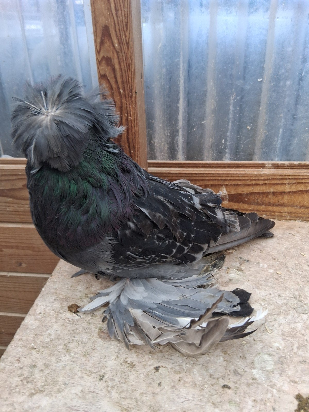 pigeon à tambour bucarie