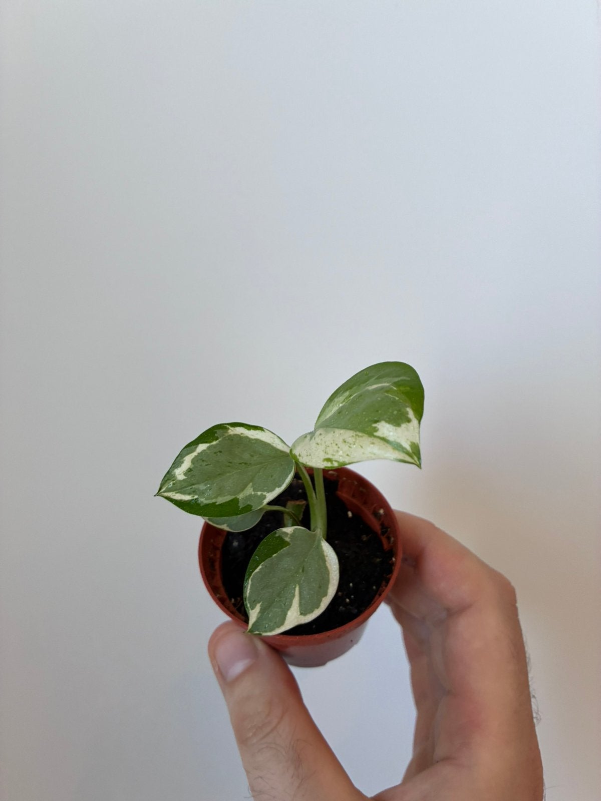 Pothos njoy stekjes, Ophalen