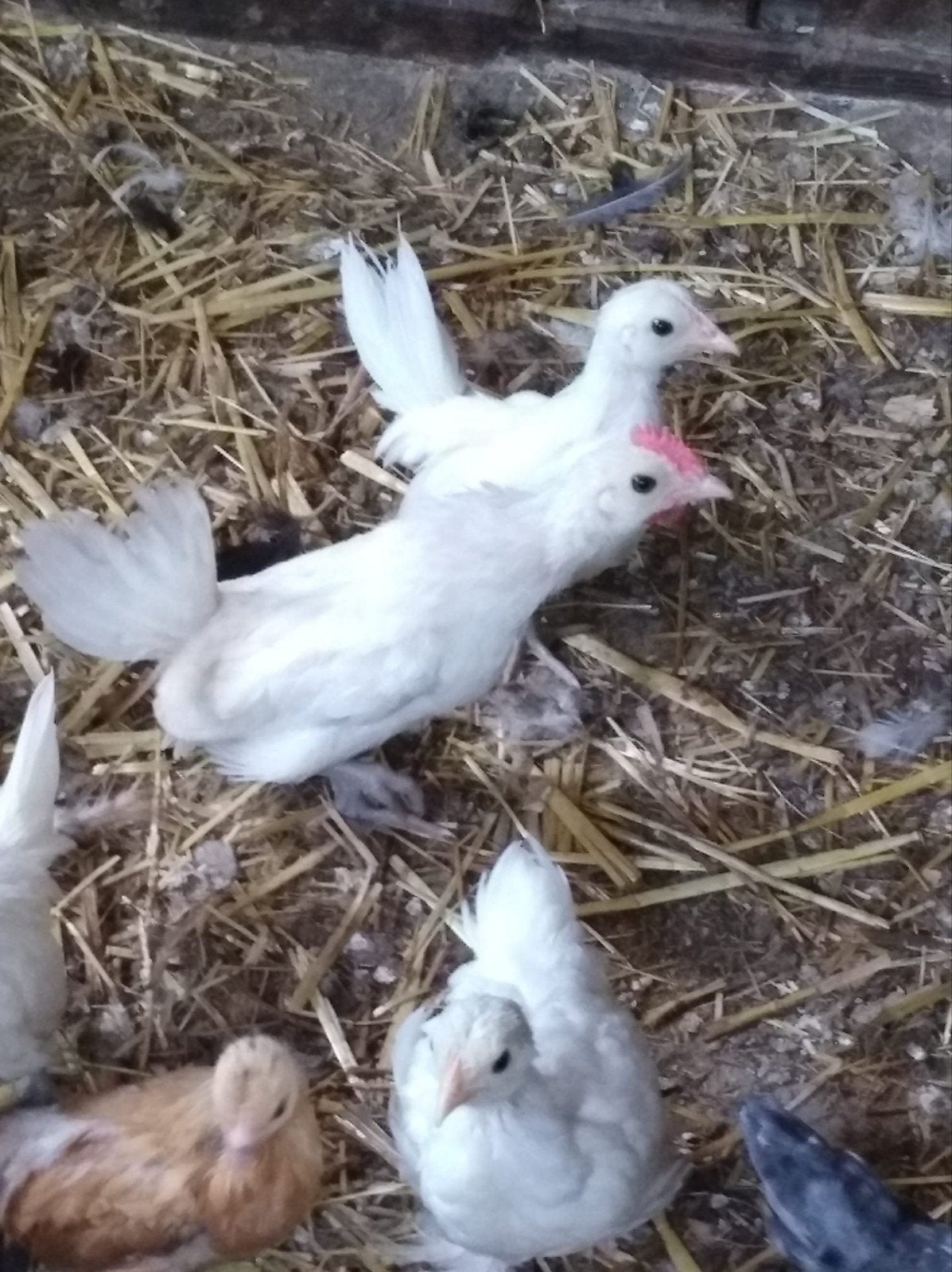 Hollandse krielen, Dieren en Toebehoren, Pluimvee