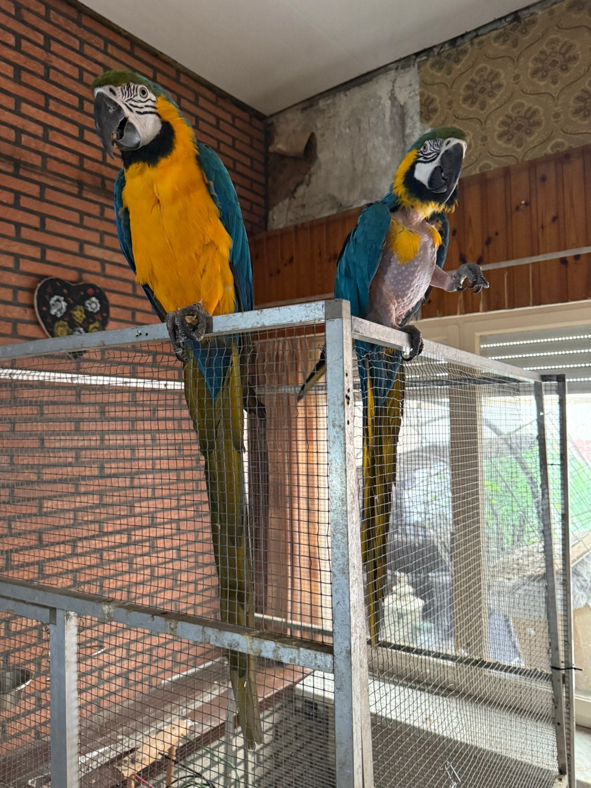 Koppel blauwgele ara’s, Dieren en Toebehoren, Meerdere dieren, Papegaai, Pratend