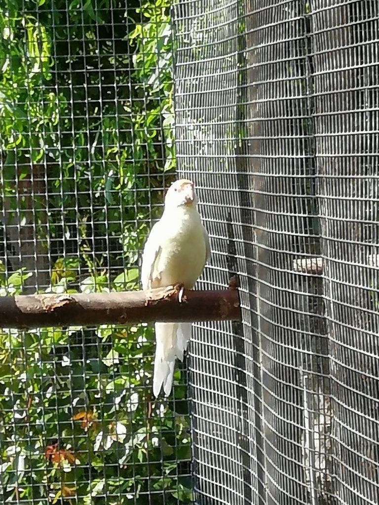 bleekkop rosella, Dieren en Toebehoren, Mannelijk, Parkiet