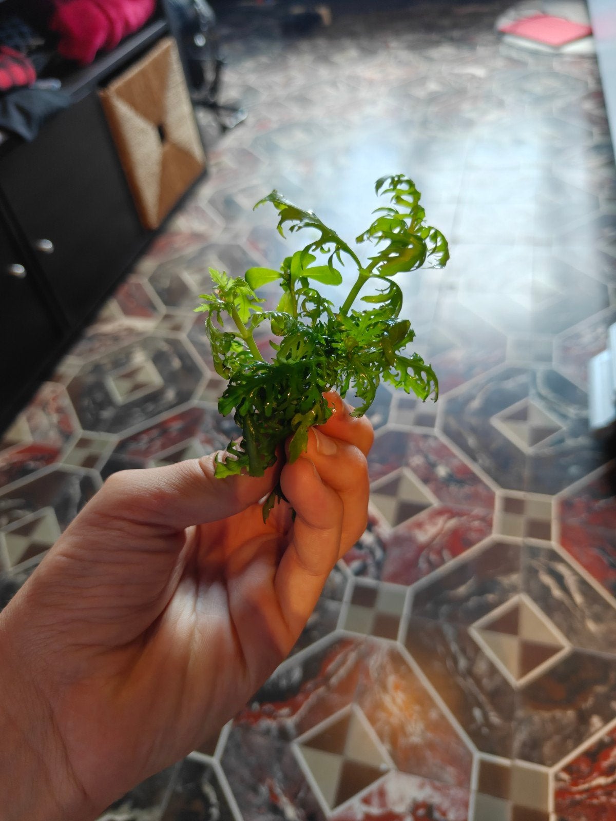 Hygrophila difformis, Dieren en Toebehoren, Ophalen of Verzenden, Inclusief planten, Zo goed als nieuw, Decoratie