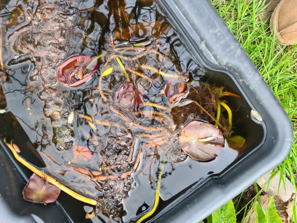 Waterlelies, Tuin en Terras, Ophalen