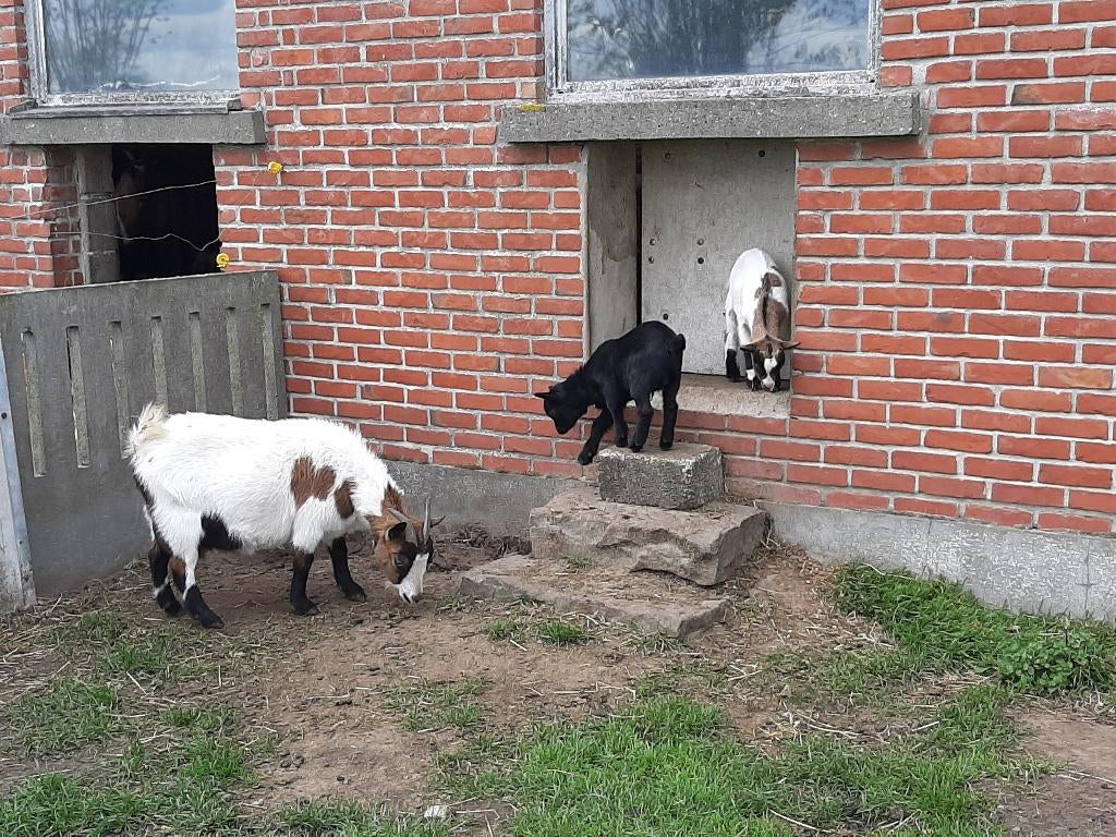 geitjes te koop, Chèvre