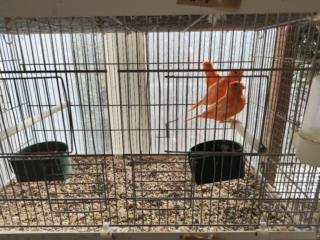 canaris rouges, Plusieurs animaux, Canari de couleur