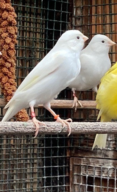 Witte waterslagers, Dieren en Toebehoren, Meerdere dieren, Zangkanarie